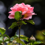 Life in Focus portrait (17 of 18)