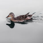 Life in Focus portrait (4 of 18)