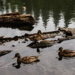 Life in Focus portrait (5 of 18)